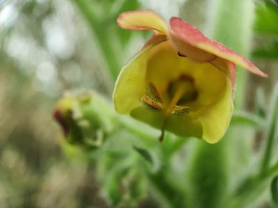 Scrophularia grandiflora, photographed by João Valença