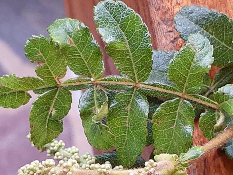 Weinmannia pubescens, photographed by Ángela María Gómez M