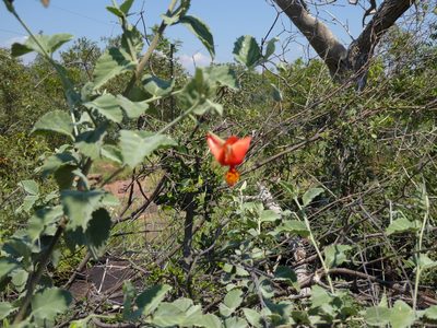Hibiscus waterbergensis, photographed by Manuel R Popp