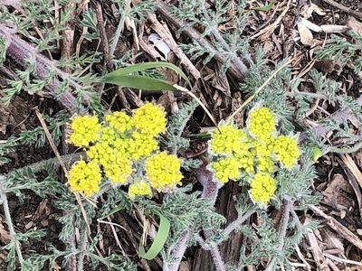 Lomatium foeniculaceum, photographed by tzeducation