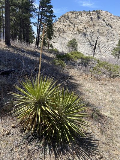 Yucca utahensis, photographed by Grant Chovil
