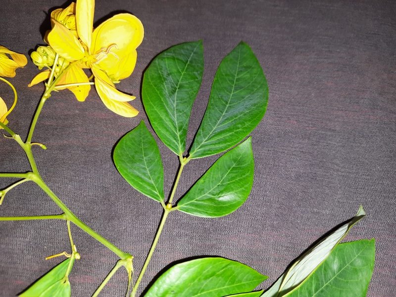 Senna macranthera, photographed by Thaian Fernandes