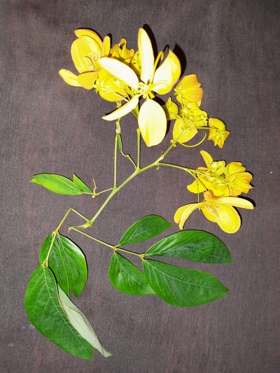 Senna macranthera, photographed by Thaian Fernandes