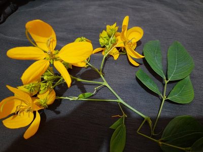 Senna macranthera, photographed by Thaian Fernandes