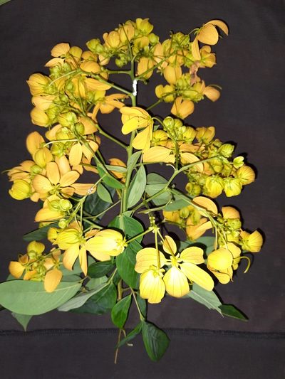 Senna macranthera, photographed by Thaian Fernandes
