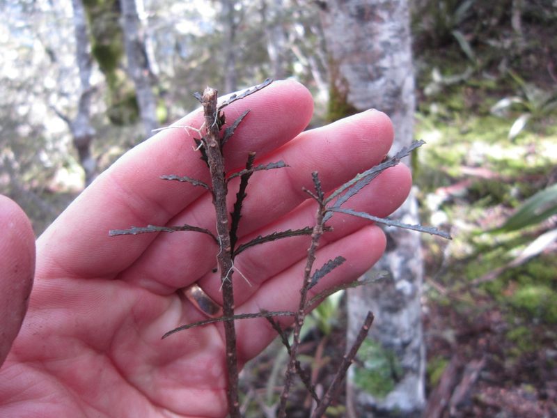 Pittosporum patulum, photographed by Tim Park