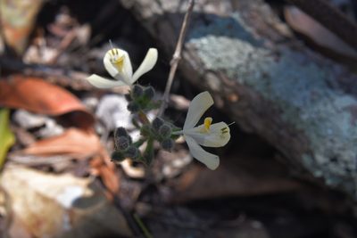 Henrya insularis, photographed by Neptalí Ramírez Marcial