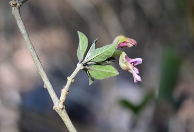 Holographis parayana, photographed by Neptalí Ramírez Marcial