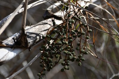 Chamaedorea glaucifolia, photographed by Neptalí Ramírez Marcial