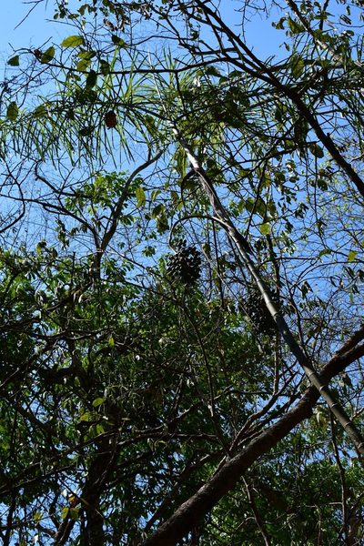 Chamaedorea glaucifolia, photographed by Neptalí Ramírez Marcial