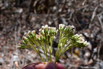 Pachythamnus crassirameus, photographed by Neptalí Ramírez Marcial