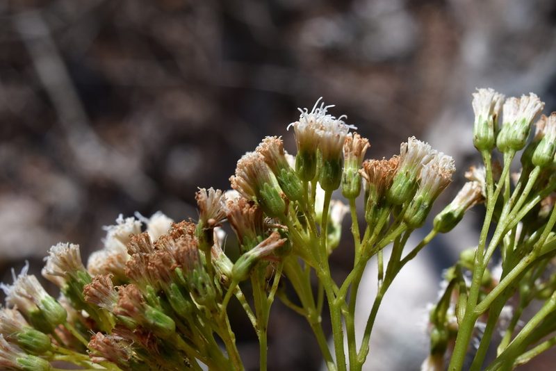 Pachythamnus crassirameus, photographed by Neptalí Ramírez Marcial