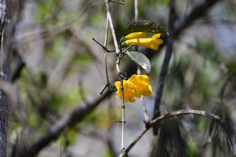 Anemopaegma chrysanthum, photographed by Neptalí Ramírez Marcial