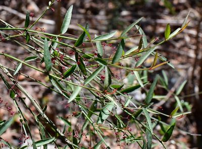Crossopetalum uragoga, photographed by Neptalí Ramírez Marcial