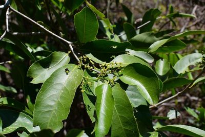 Pristimera celastroides, photographed by Neptalí Ramírez Marcial