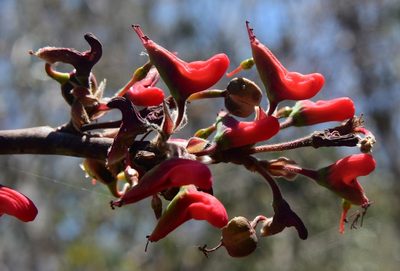 Euphorbia calcarata, photographed by Neptalí Ramírez Marcial