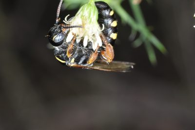 Baccharis ulicina, photographed by aacocucci