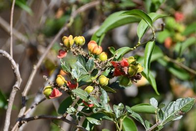 Paullinia fuscescens, photographed by Neptalí Ramírez Marcial