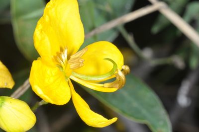 Senna corymbosa, photographed by aacocucci
