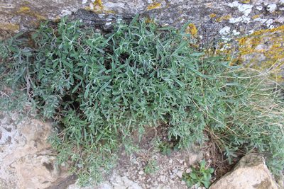 Hormathophylla spinosa, photographed by Bastien Alegot