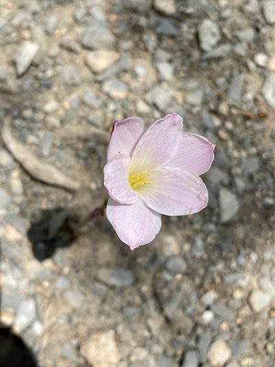 Zephyranthes morrisclintii, photographed by Adriana Nelly Correa Sandoval