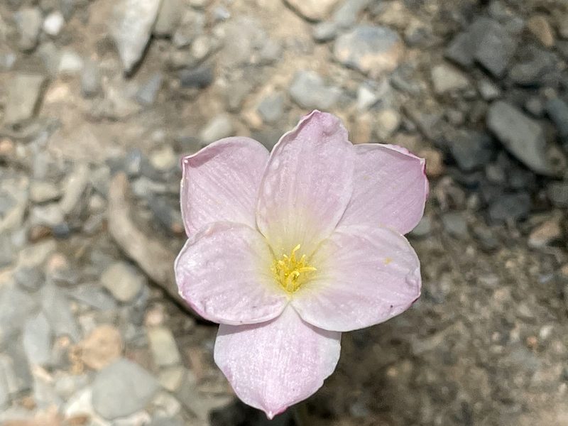 Zephyranthes morrisclintii, photographed by Adriana Nelly Correa Sandoval