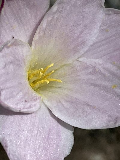 Zephyranthes morrisclintii, photographed by Adriana Nelly Correa Sandoval