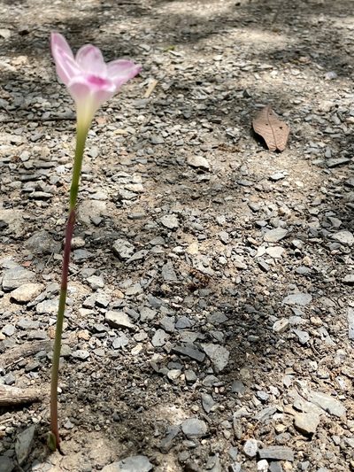 Zephyranthes morrisclintii, photographed by Adriana Nelly Correa Sandoval