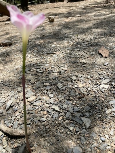 Zephyranthes morrisclintii, photographed by Adriana Nelly Correa Sandoval