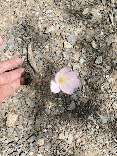 Zephyranthes morrisclintii, photographed by Adriana Nelly Correa Sandoval