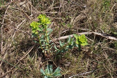 Euphorbia nicaeensis, photographed by Bastien Alegot
