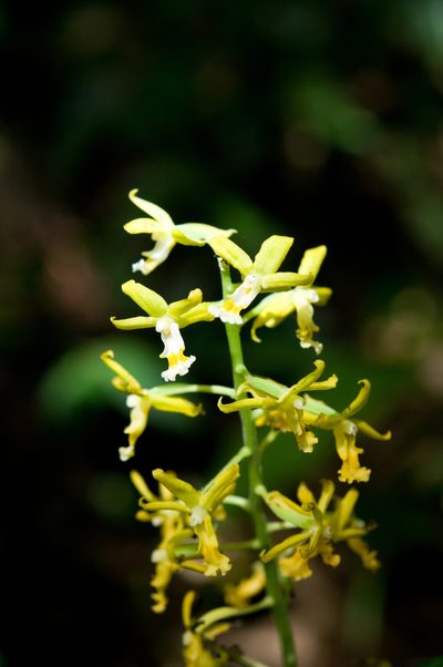 Calanthe obcordata, photographed by Cheng-Tao Lin