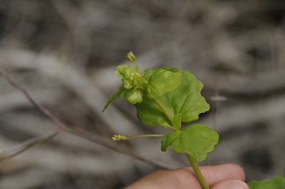 Boerhavia tuberosa