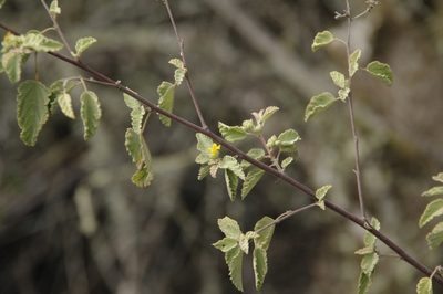 Waltheria ovata, photographed by Eric Knight