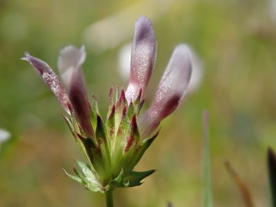Trifolium oliganthum, photographed by Nolan Exe