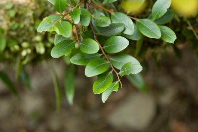 Vaccinium emarginatum, photographed by Cheng-Tao Lin