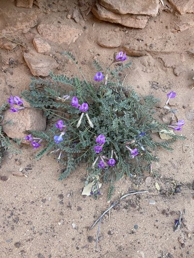 Astragalus zionis, photographed by Grant Chovil