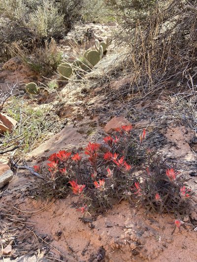 Castilleja scabrida, photographed by Grant Chovil