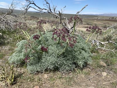 Lomatium columbianum, photographed by Matt Berger