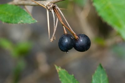 Berberis pengii, photographed by Cheng-Tao Lin
