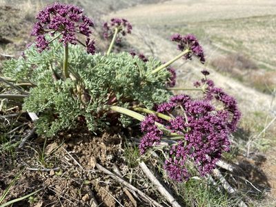 Lomatium columbianum, photographed by Matt Berger