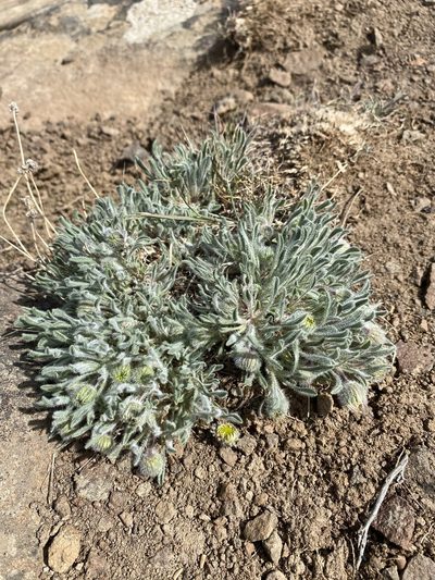 Erigeron poliospermus, photographed by Matt Berger