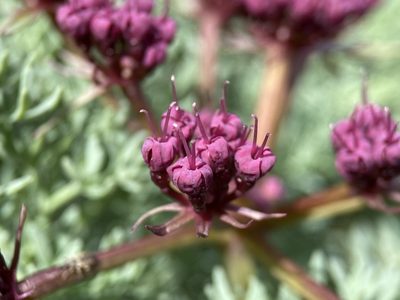 Lomatium columbianum, photographed by Matt Berger