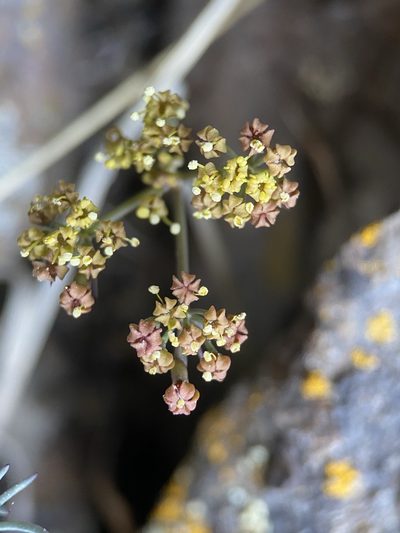 Lomatium tuberosum, photographed by Matt Berger