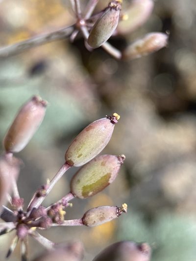 Lomatium tuberosum, photographed by Matt Berger
