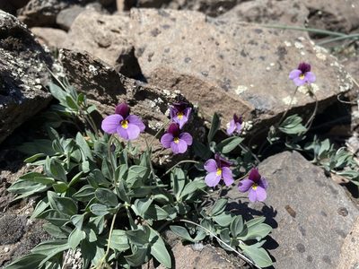 Viola trinervata, photographed by Matt Berger