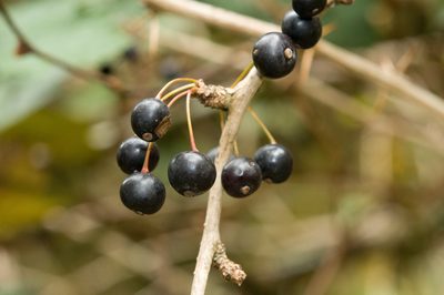 Berberis pengii, photographed by Cheng-Tao Lin