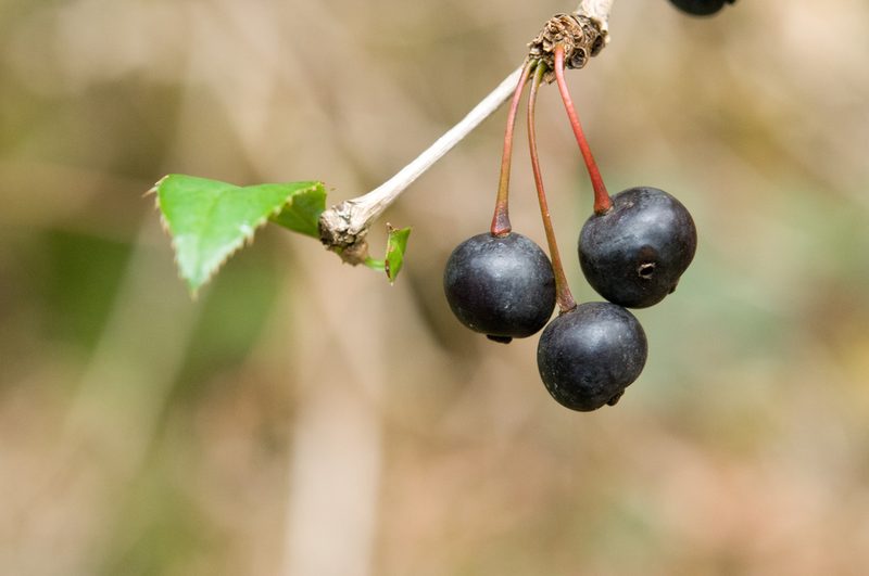 Berberis pengii, photographed by Cheng-Tao Lin