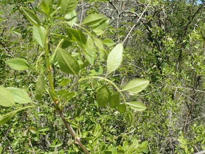 Fraxinus dipetala, photographed by joergmlpts