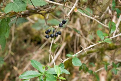 Berberis pengii, photographed by Cheng-Tao Lin